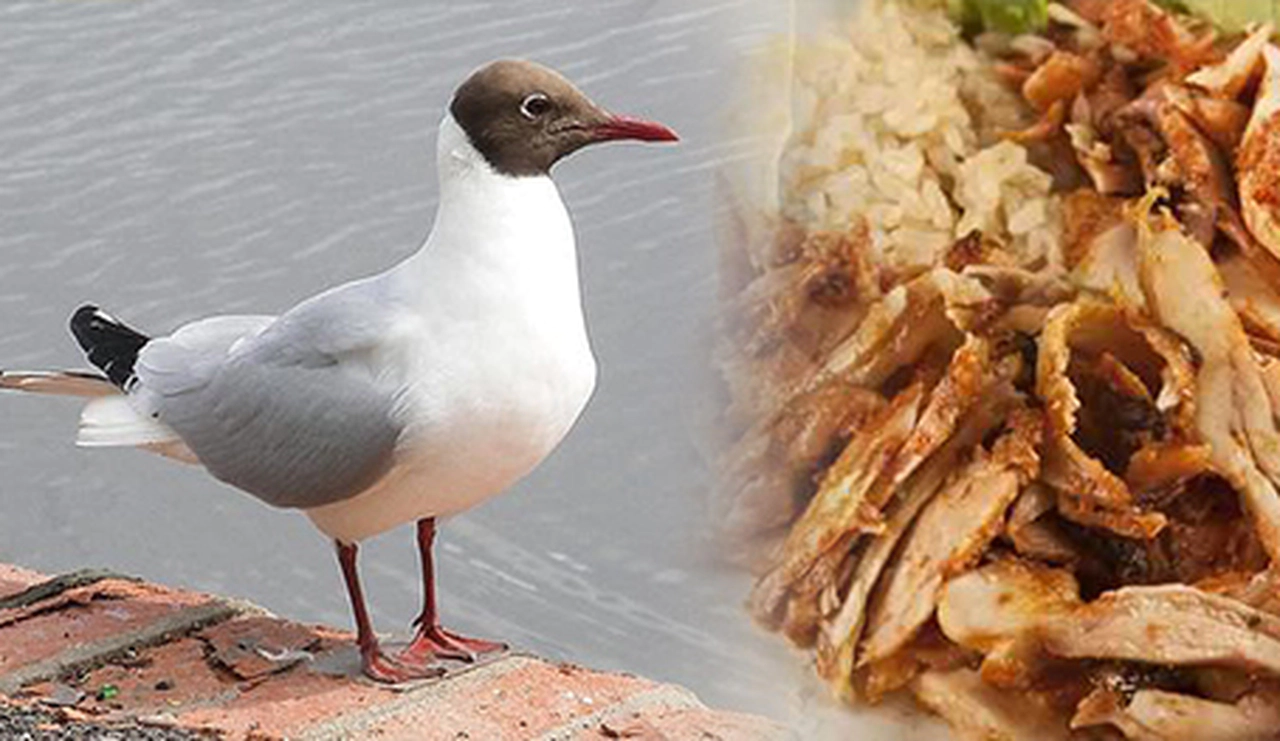 Müşterisine martı eti mi yedirdi ?