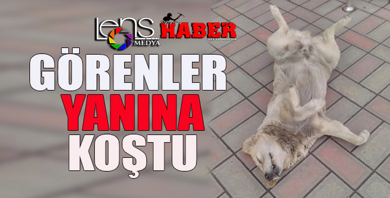 Görenler gözlerine inanamadı...