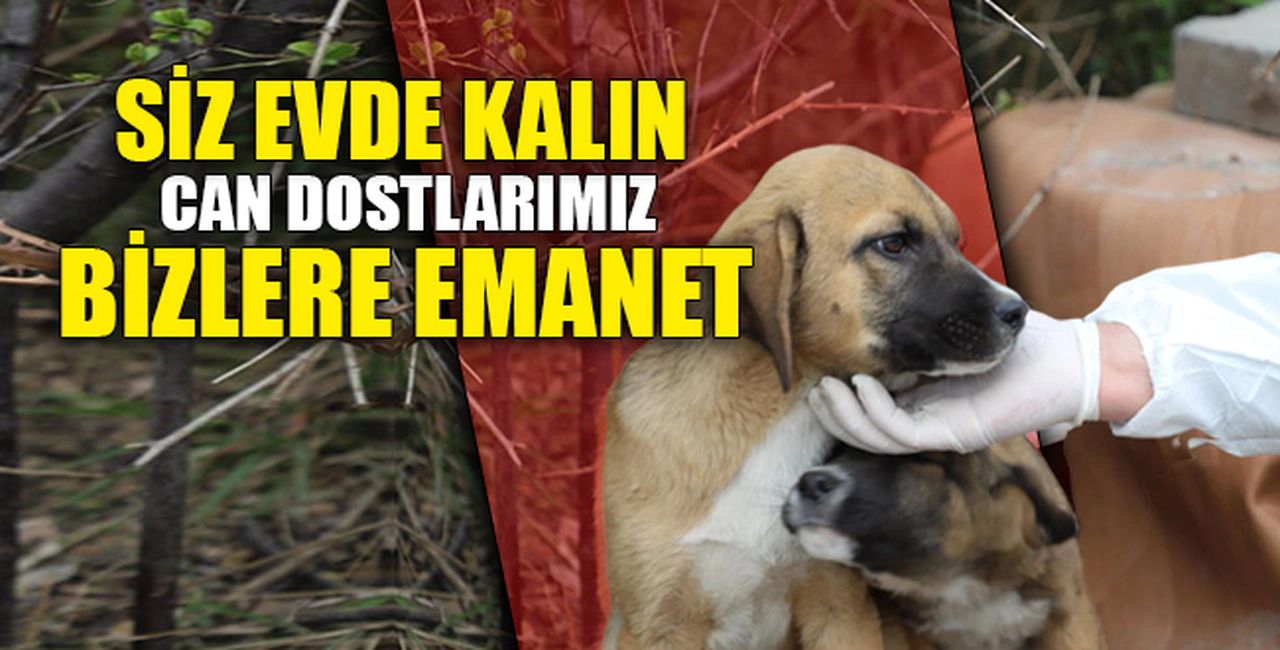 SİZ EVDE KALIN CAN DOSTLARIMIZ BİZE EMANET