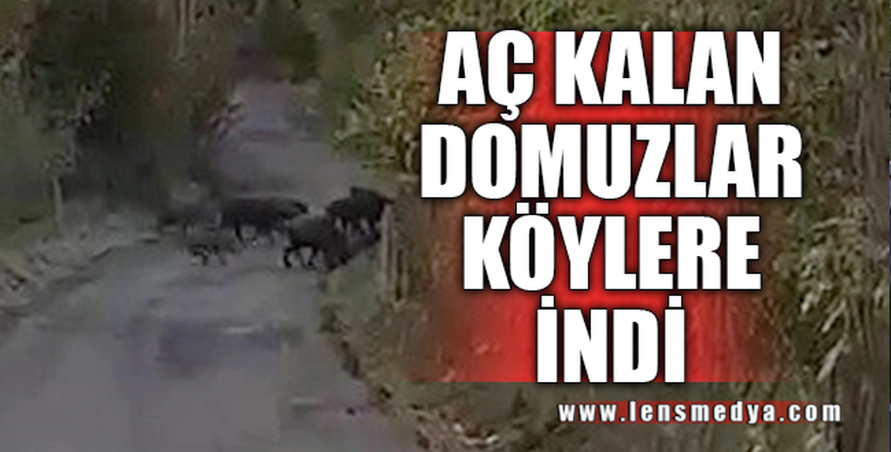 AÇ KALAN DOMUZLAR KÖYLERE İNDİ