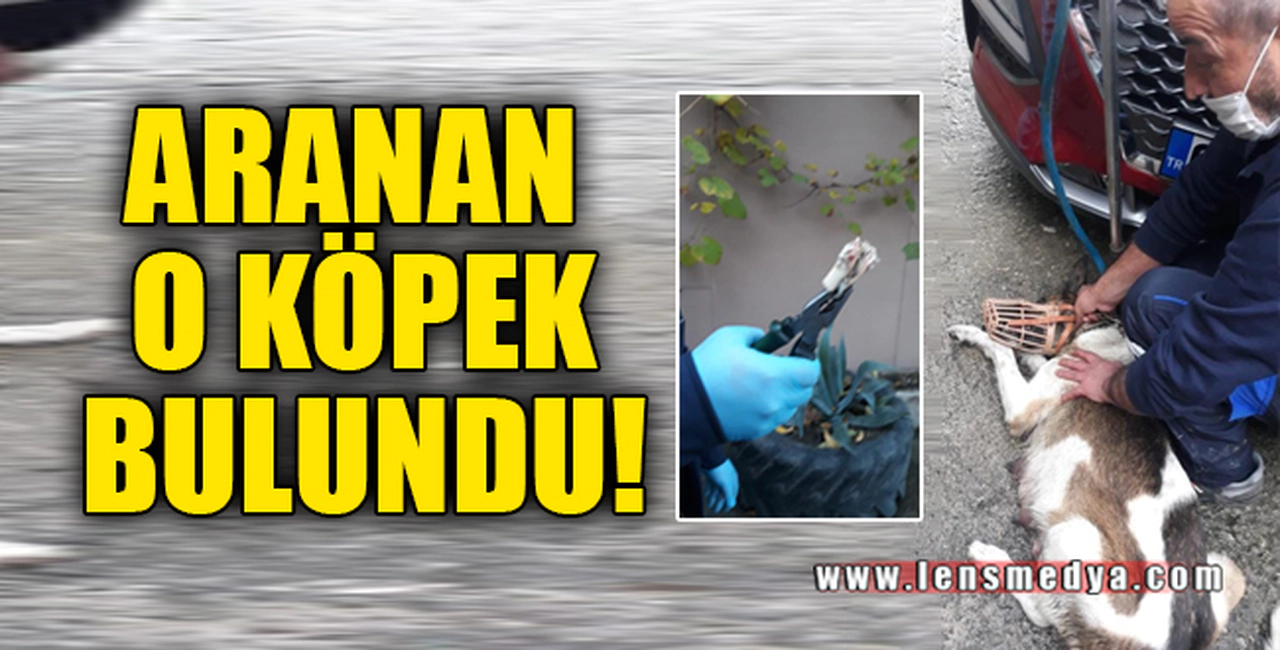 O KÖPEK BULUNDU!