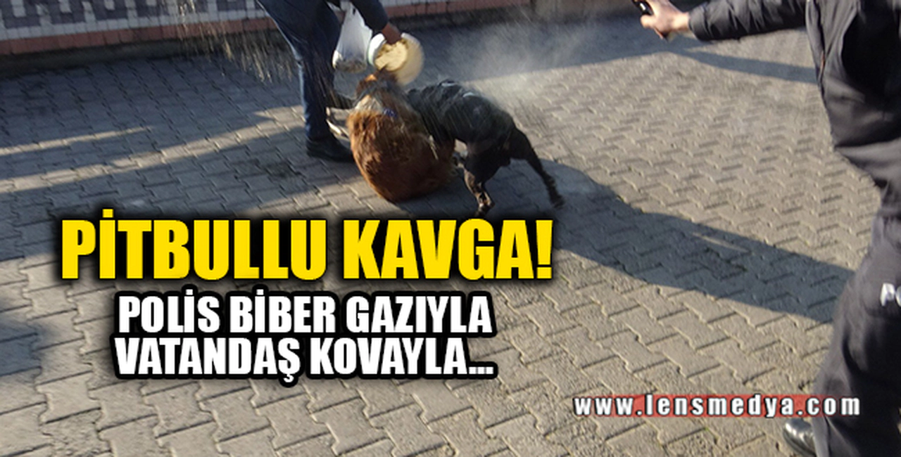 PİTBULLU KAVGA! POLİS BİBER GAZIYLA, VATANDAŞ KOVAYLA...