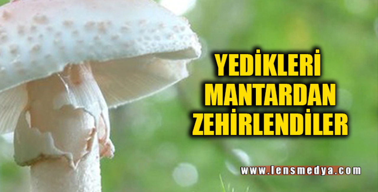 YEDİKLERİ MANTARDAN ZEHİRLENDİLER