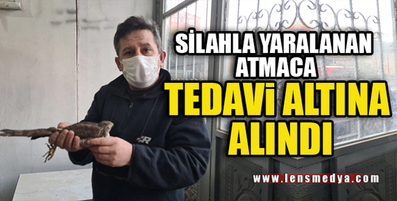 SİLAHLA YARALANAN ATMACA TEDAVİ ALTINA ALINDI