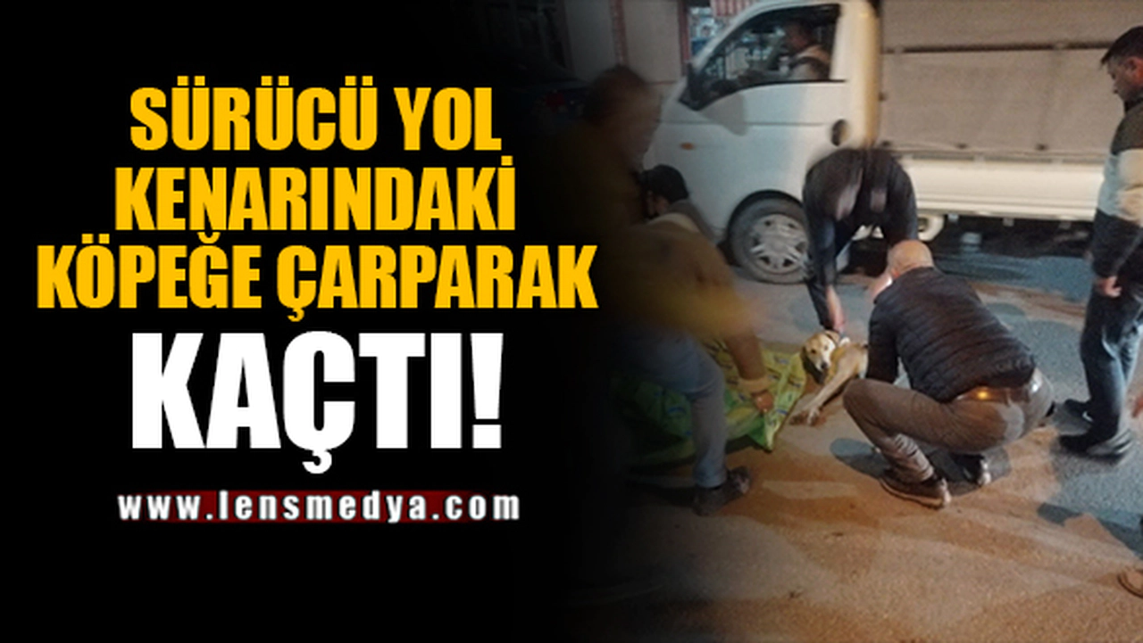 SÜRÜCÜ YOL KENARINDAKİ KÖPEĞE ÇARPARAK KAÇTI!