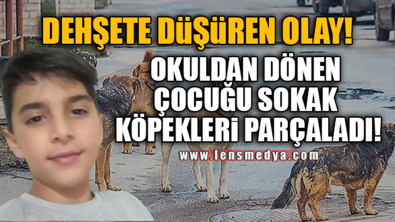 OKULDAN DÖNEN ÇOCUĞU SOKAK KÖPEKLERİ PARÇALADI!