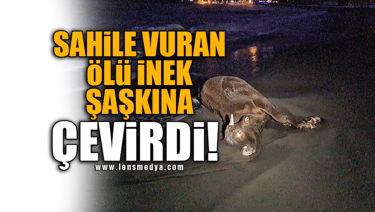 SAHİLE VURAN ÖLÜ İNEK ŞAŞKINA ÇEVİRDİ!