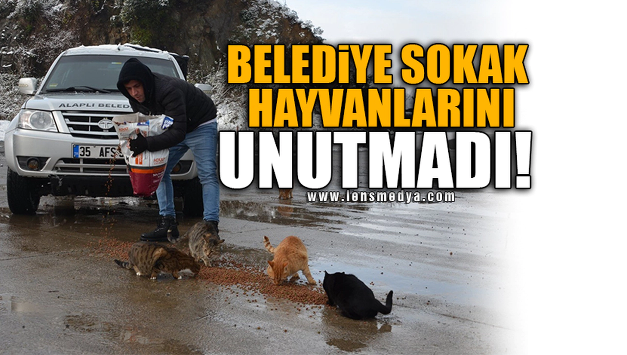 BELEDİYE SOKAK HAYVANLARINI UNUTMADI!