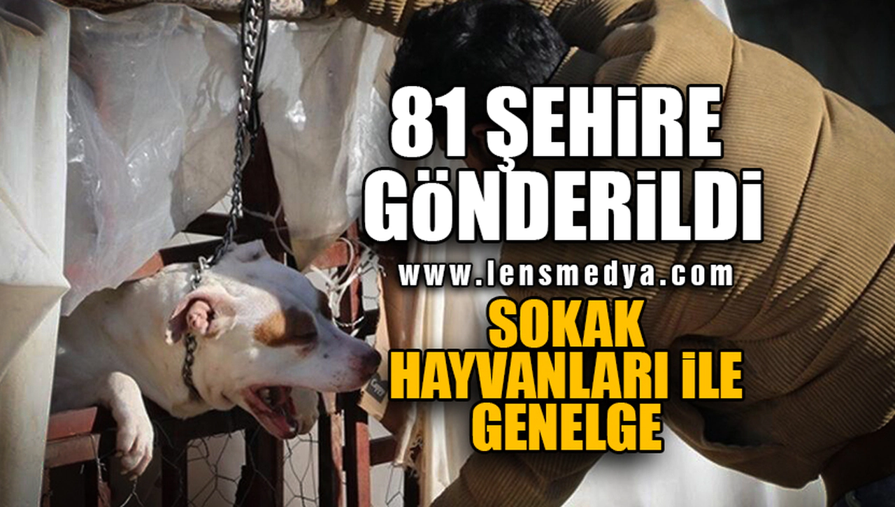 SOKAK HAYVANLARI İLE İLGİLİ 81 İLE GENELGE GÖNDERİLDİ!