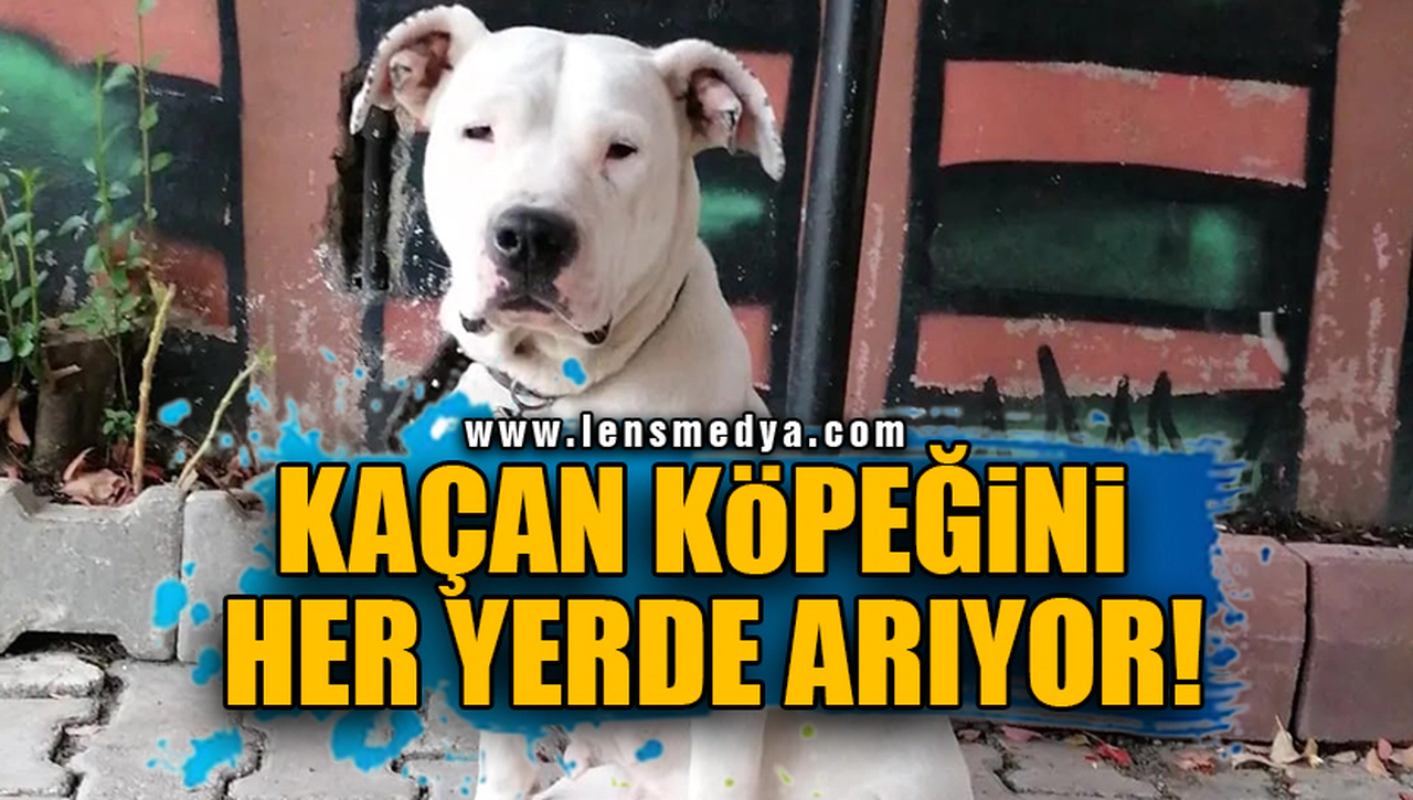 KAÇAN KÖPEĞİNİ HER YERDE ARIYOR!