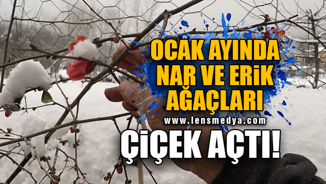 OCAK AYINDA NAR VE ERİK AĞAÇLARI ÇİÇEK AÇTI!