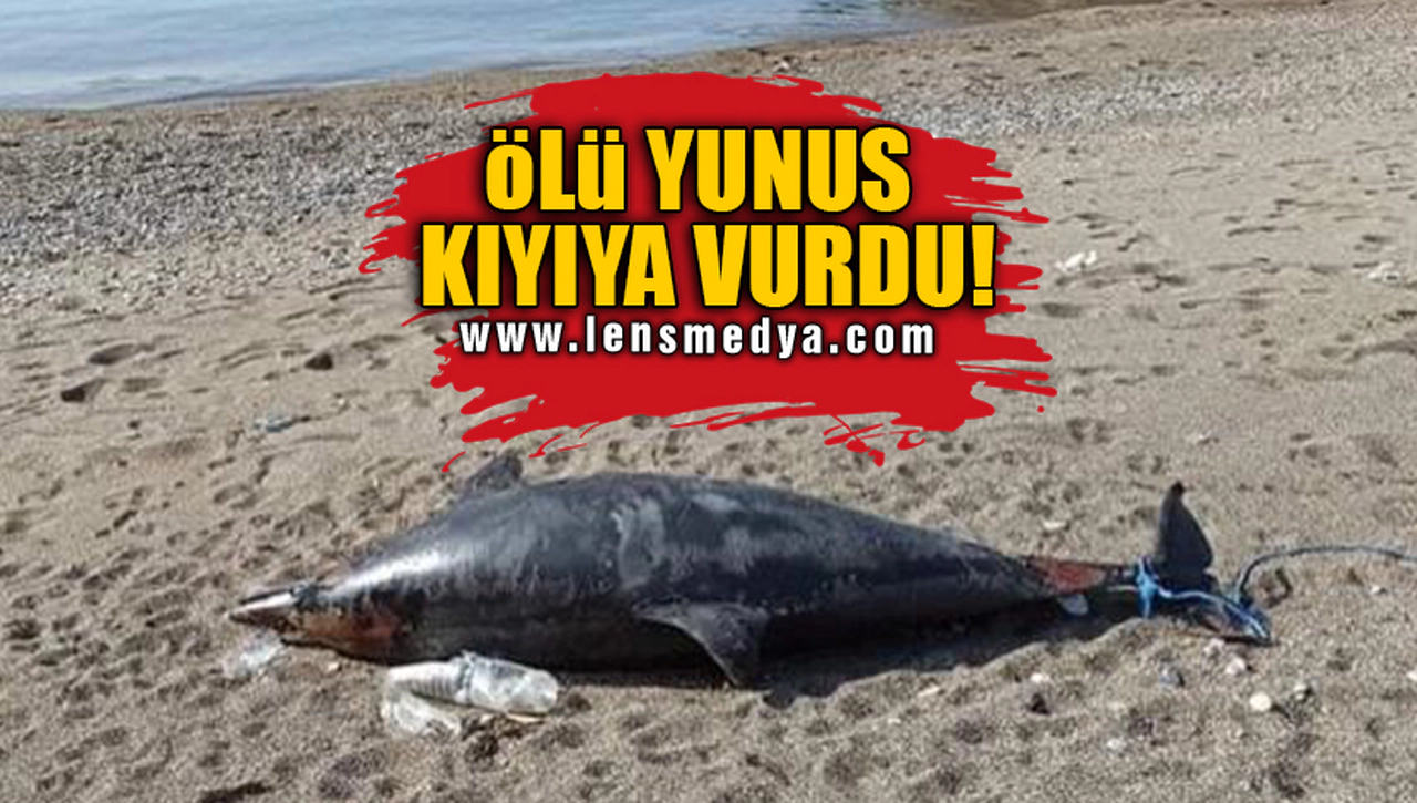 ÖLÜ YUNUS KIYIYA VURDU!