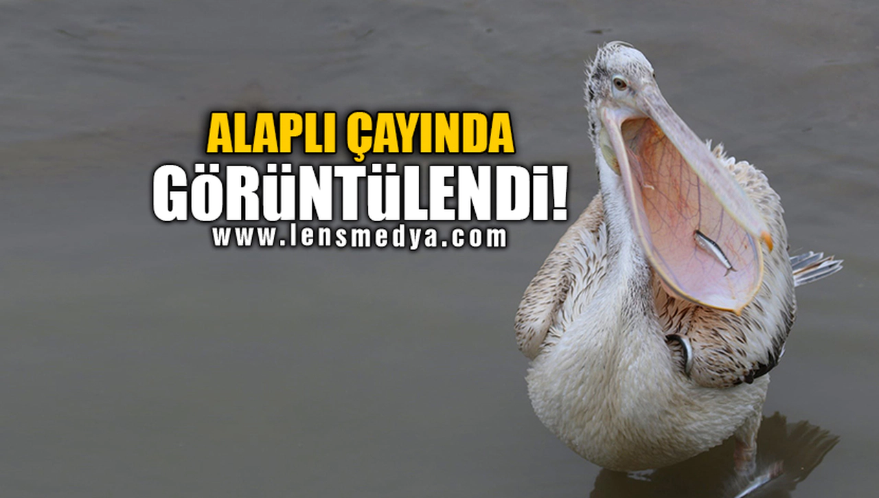 ALAPLI ÇAYINDA GÖRÜNTÜLENDİ!