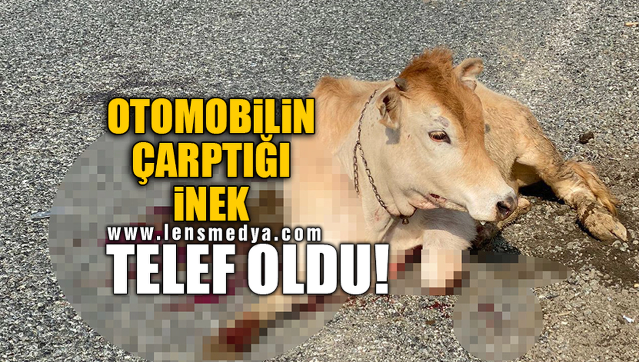 OTOMOBİLİN ÇARPTIĞI İNEK TELEF OLDU!