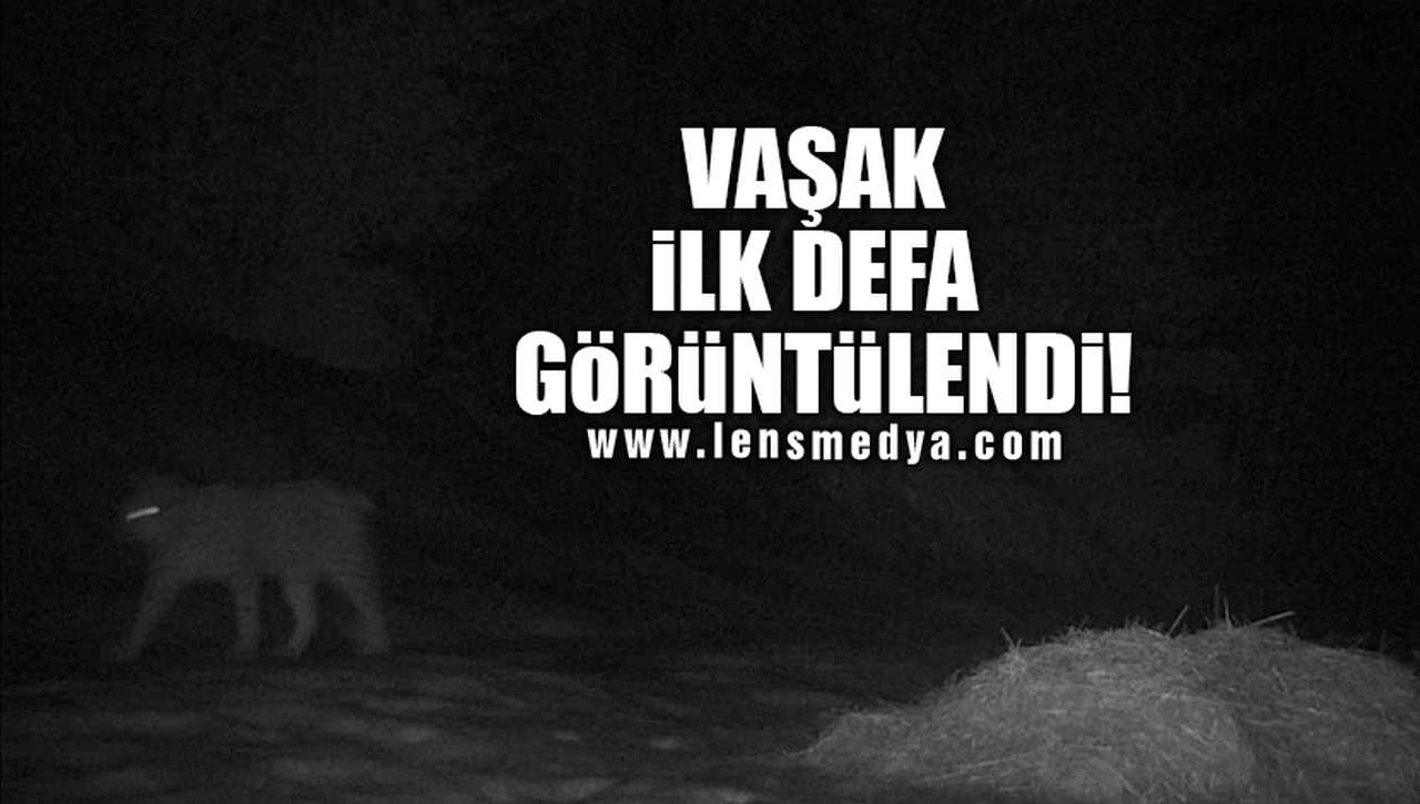 VAŞAK İLK DEFA GÖRÜNTÜLENDİ!