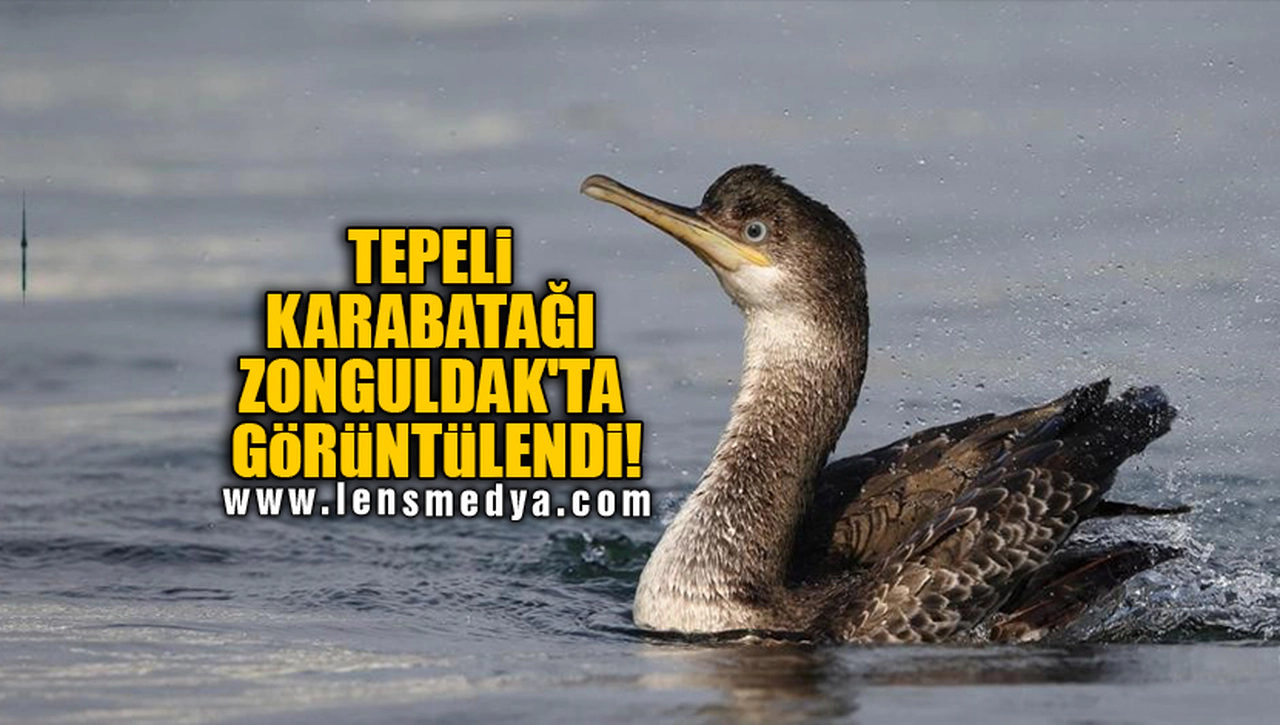 TEPELİ KARABATAĞI ZONGULDAK'TA GÖRÜNTÜLENDİ!