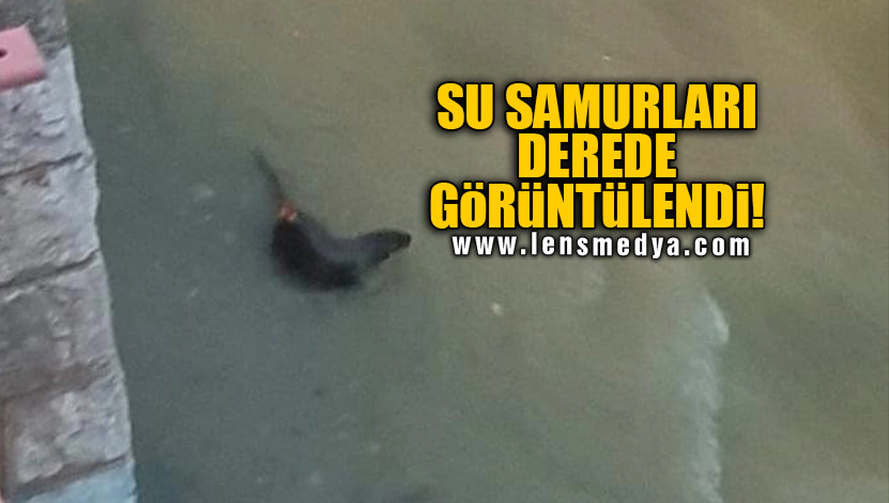 SU SAMURLARI DEREDE GÖRÜNTÜLENDİ!
