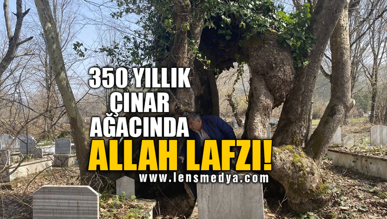 350 YILLIK ÇINAR AĞACINDA ALLAH LAFZI!