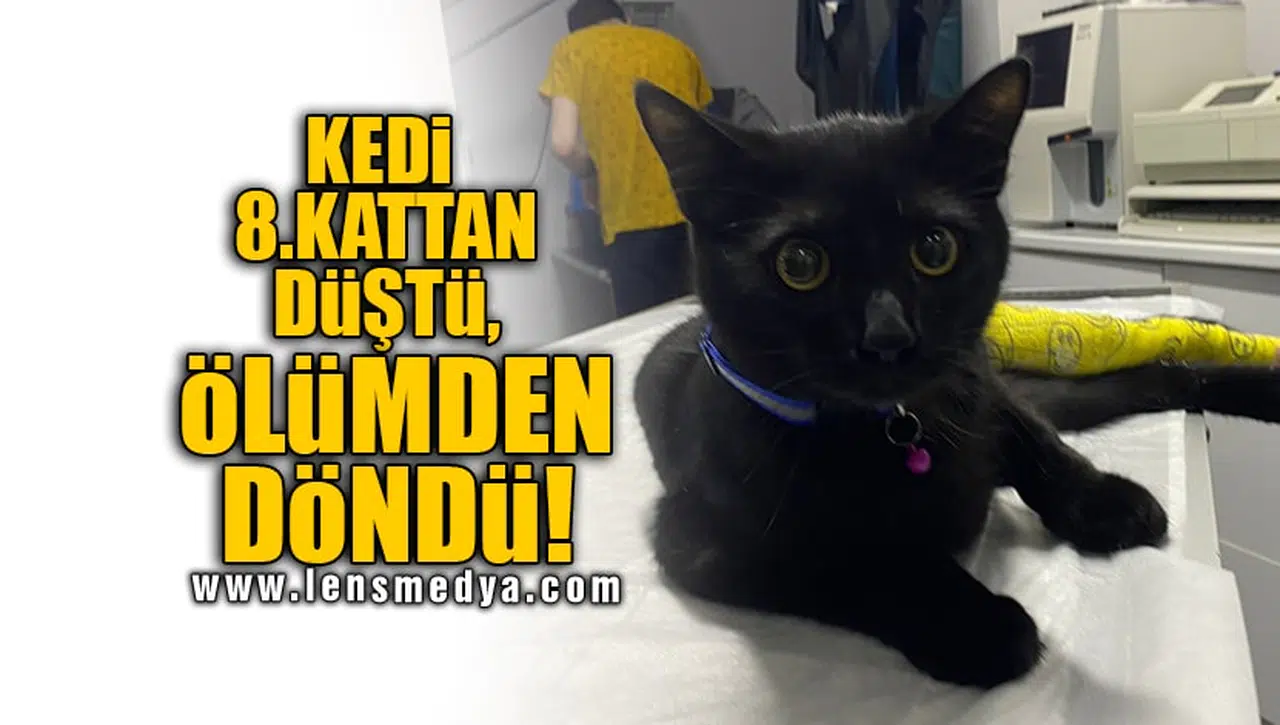 KEDİ 8.KATTAN DÜŞTÜ, ÖLÜMDEN DÖNDÜ!