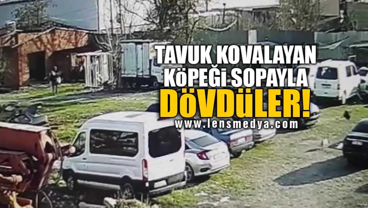 TAVUK KOVALAYAN KÖPEĞİ SOPAYLA DÖVDÜLER!