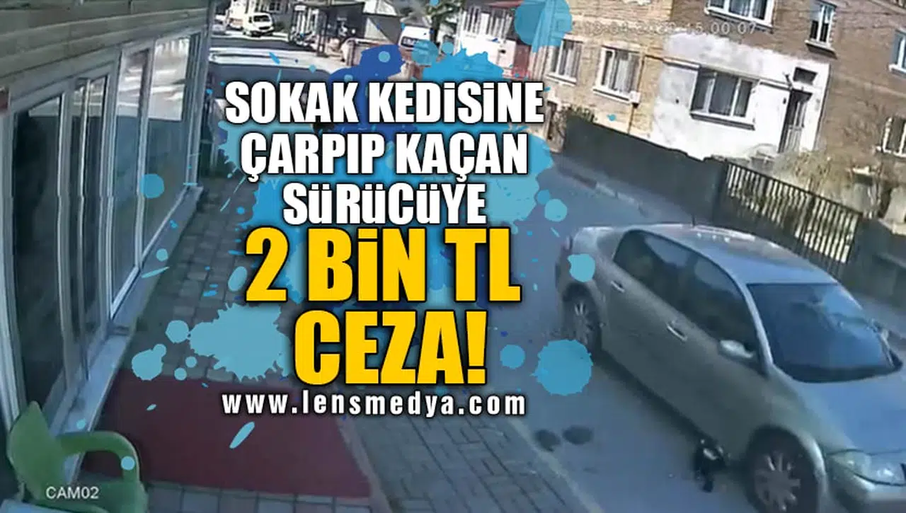 SOKAK KEDİSİNE ÇARPIP KAÇAN SÜRÜCÜYE 2 BİN TL CEZA!