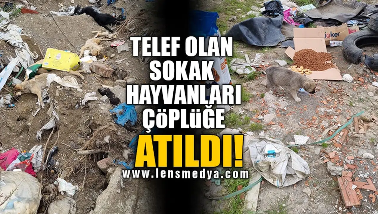 TELEF OLAN SOKAK HAYVANLARI ÇÖPLÜĞE ATILDI!