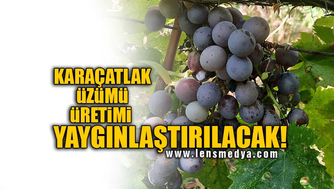 KARAÇATLAK ÜZÜMÜ ÜRETİMİ YAYGINLAŞTIRILACAK!