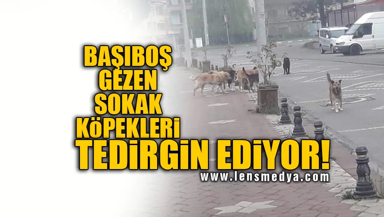 BAŞIBOŞ GEZEN SOKAK KÖPEKLERİ TEDİRGİN EDİYOR!