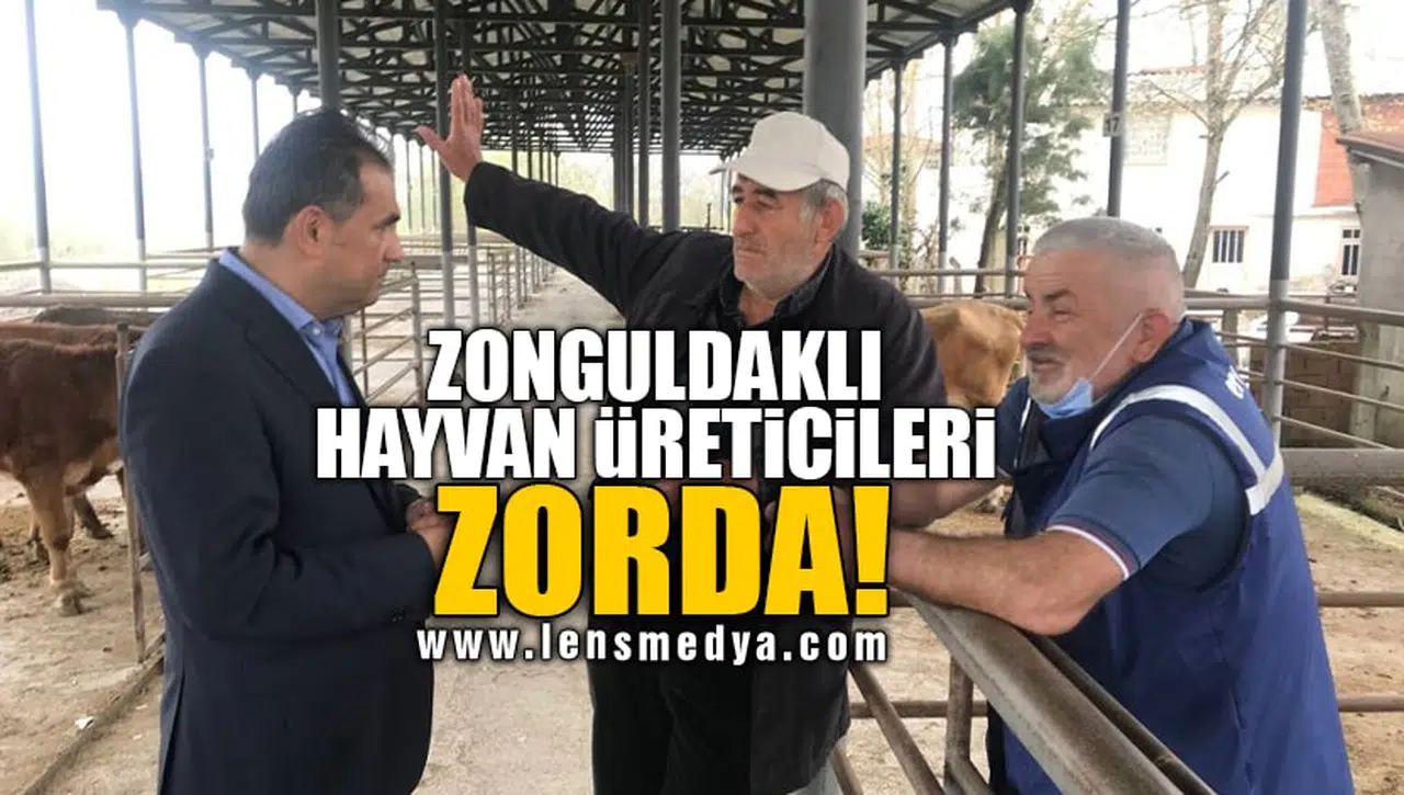 ZONGULDAKLI HAYVAN ÜRETİCİLERİ ZORDA!