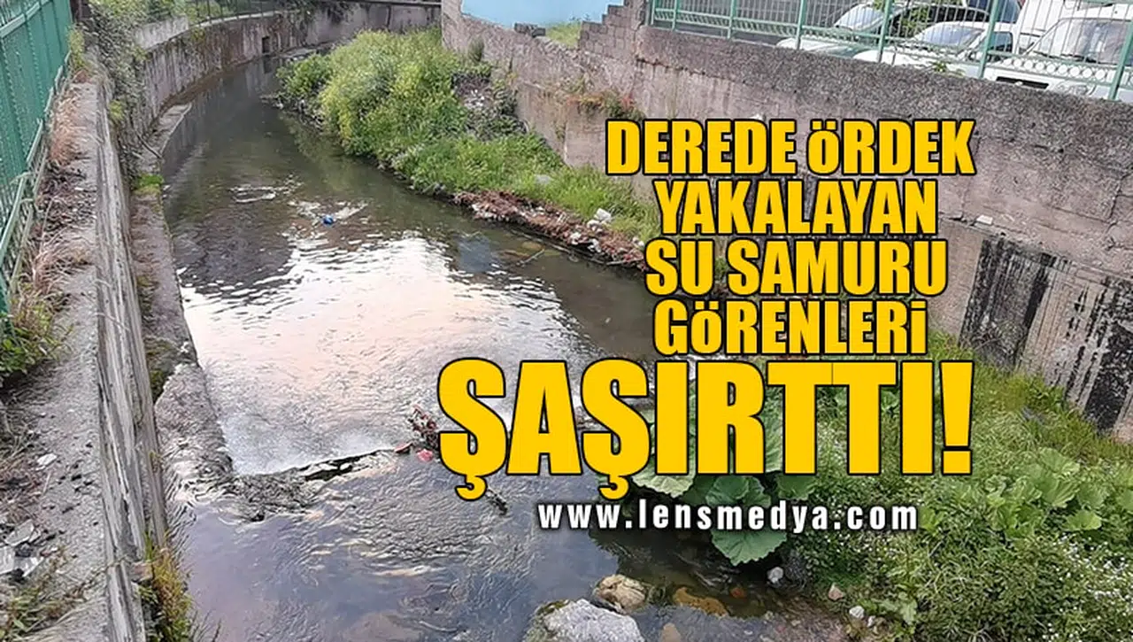 DEREDE ÖRDEK YAKALAYAN SU SAMURU GÖRENLERİ ŞAŞIRTTI!