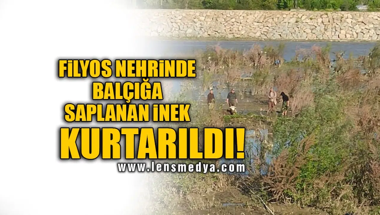 FİLYOS NEHRİNDE BALÇIĞA SAPLANAN İNEK KURTARILDI!