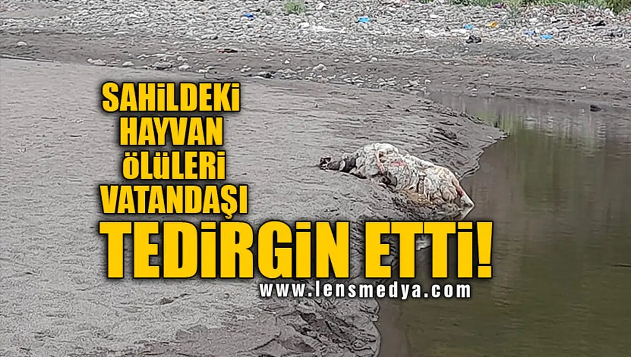 SAHİLDEKİ HAYVAN ÖLÜLERİ VATANDAŞI TEDİRGİN ETTİ!