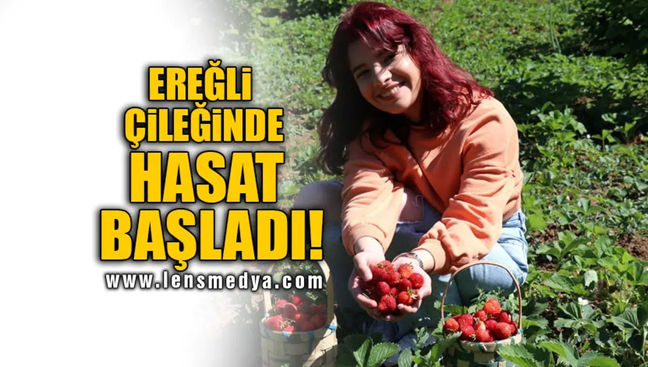 EREĞLİ ÇİLEĞİNDE HASAT BAŞLADI!