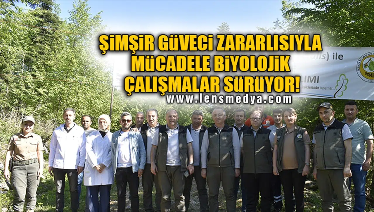 ŞİMŞİR GÜVECİ ZARARLISIYLA MÜCADELE BİYOLOJİK ÇALIŞMALAR SÜRÜYOR!