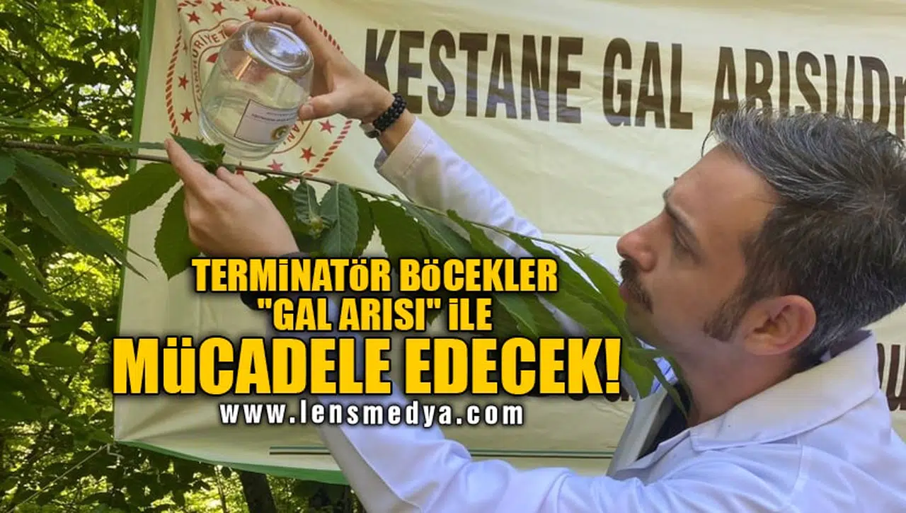 TERMİNATÖR BÖCEKLER "GAL ARISI" İLE MÜCADELE EDECEK!