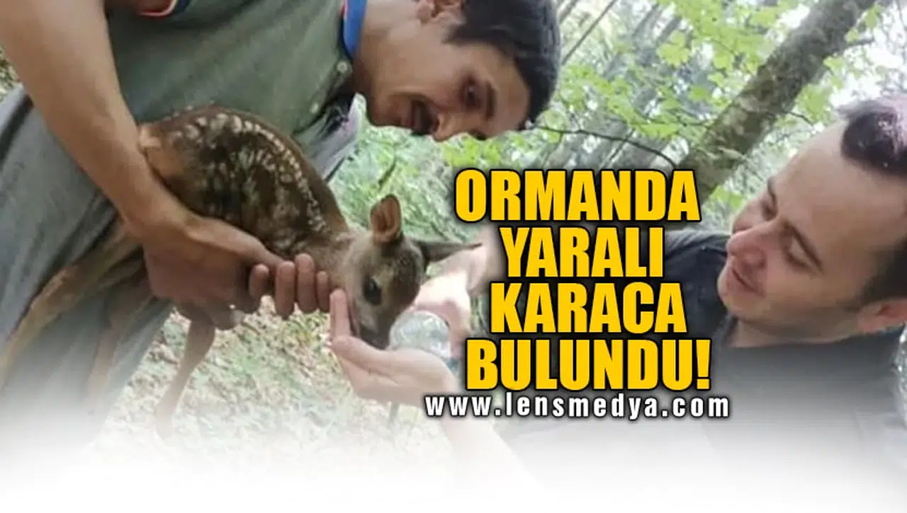 ORMANDA YARALI KARACA BULUNDU!