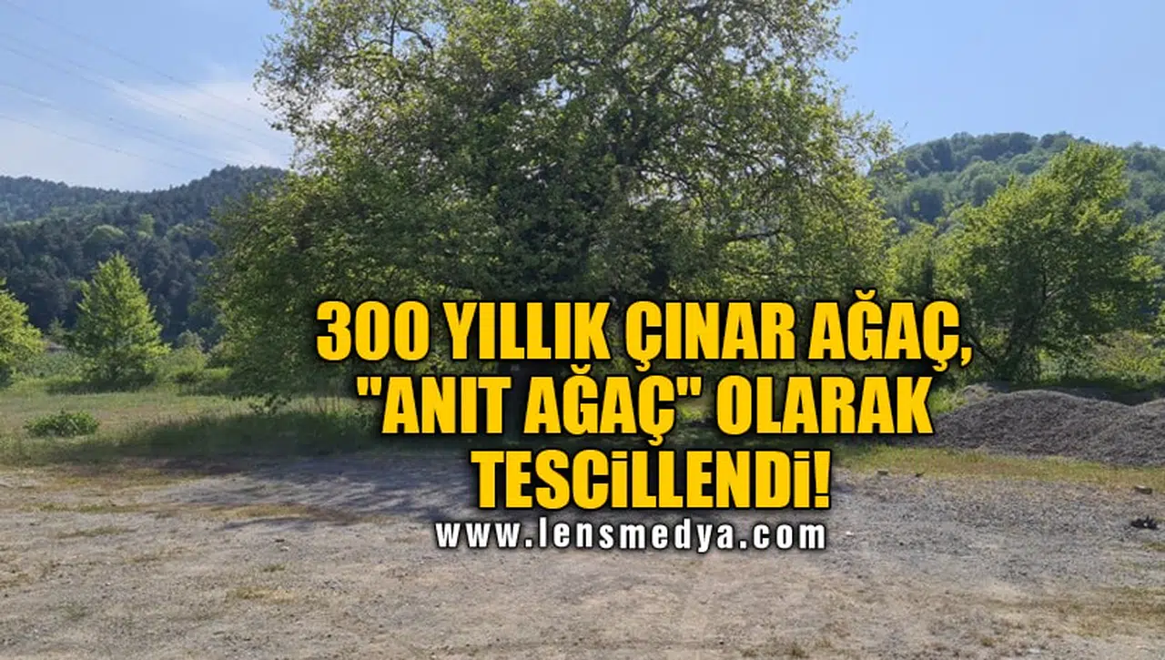 300 YILLIK ÇINAR AĞAÇ, "ANIT AĞAÇ" OLARAK TESCİLLENDİ!