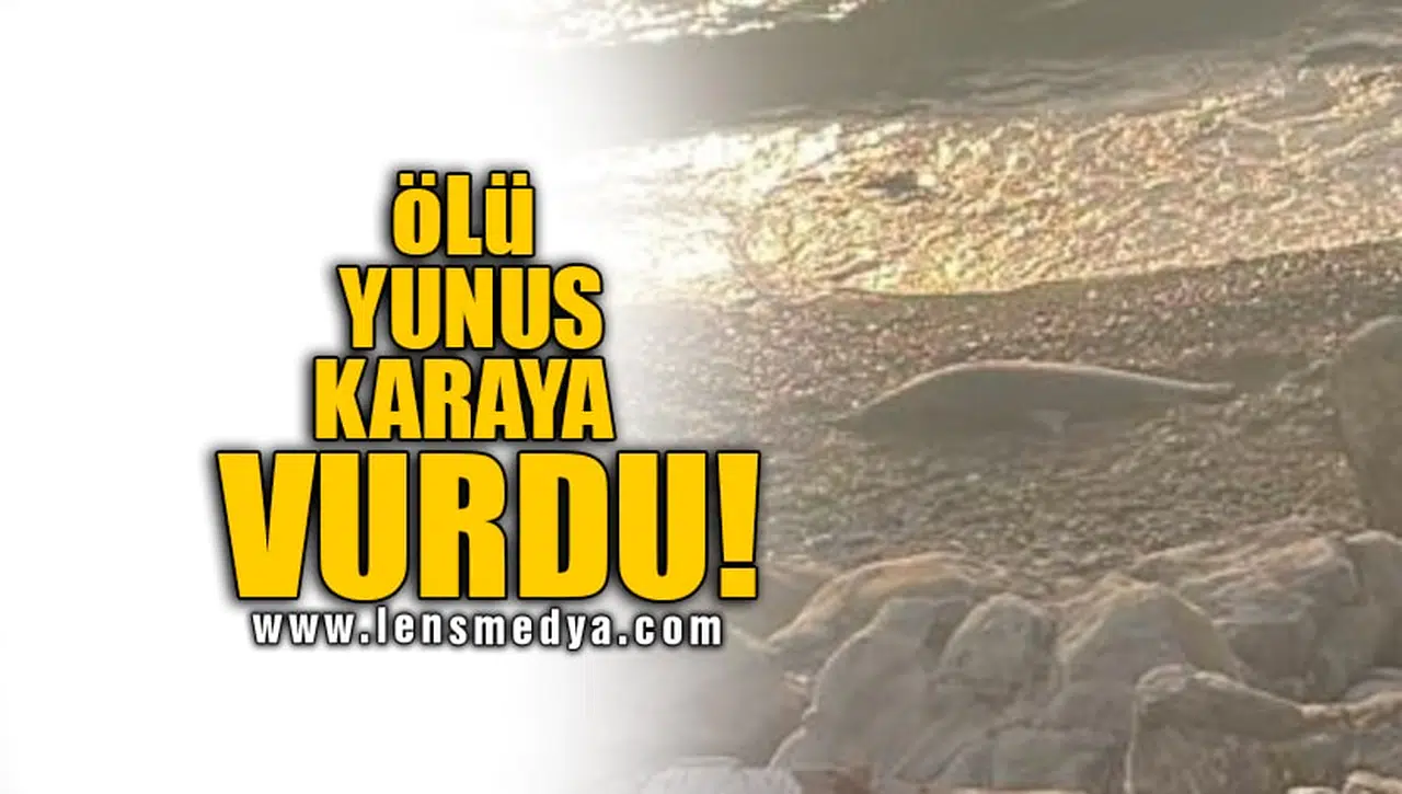 ÖLÜ YUNUS KARAYA VURDU!