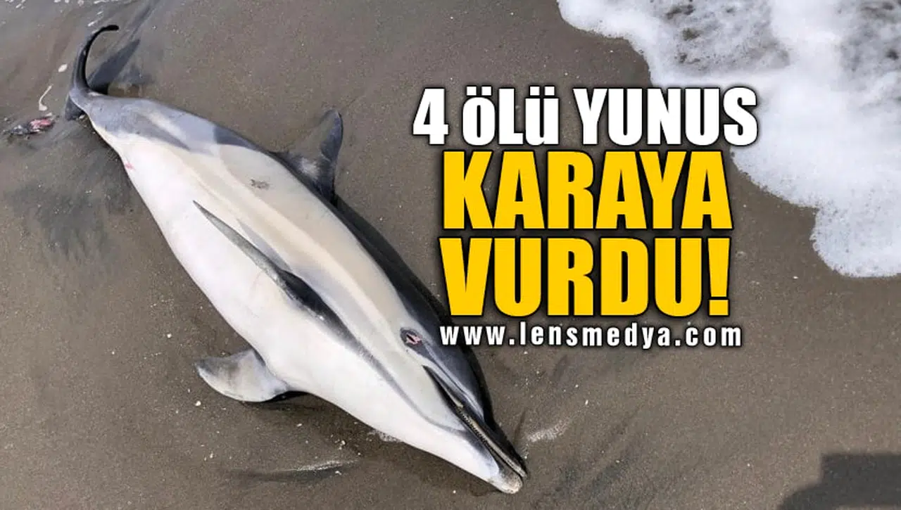 4 ÖLÜ YUNUS KARAYA VURDU!