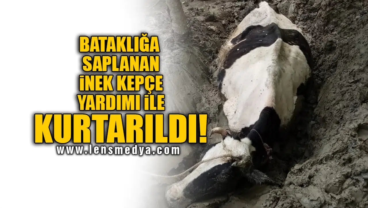 BATAKLIĞA SAPLANAN İNEK KEPÇE YARDIMI İLE KURTARILDI!