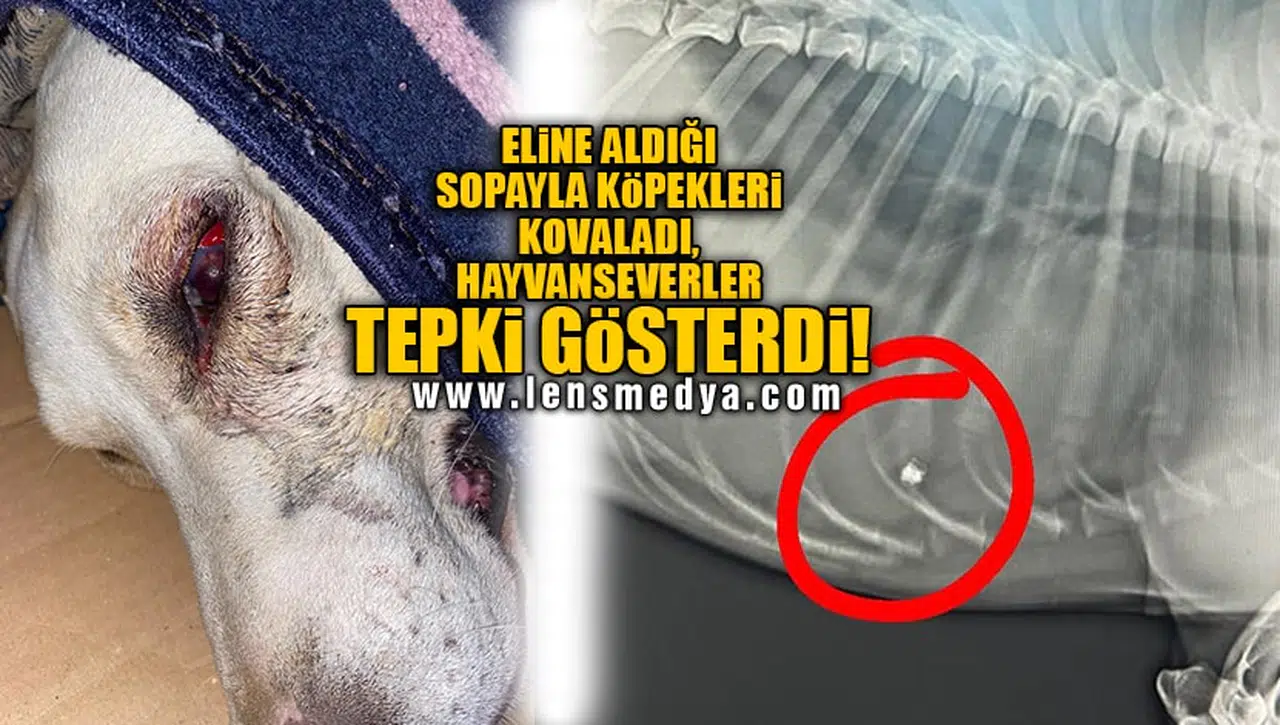 ELİNE ALDIĞI SOPAYLA KÖPEKLERİ KOVALADI, HAYVANSEVERLER TEPKİ GÖSTERDİ!