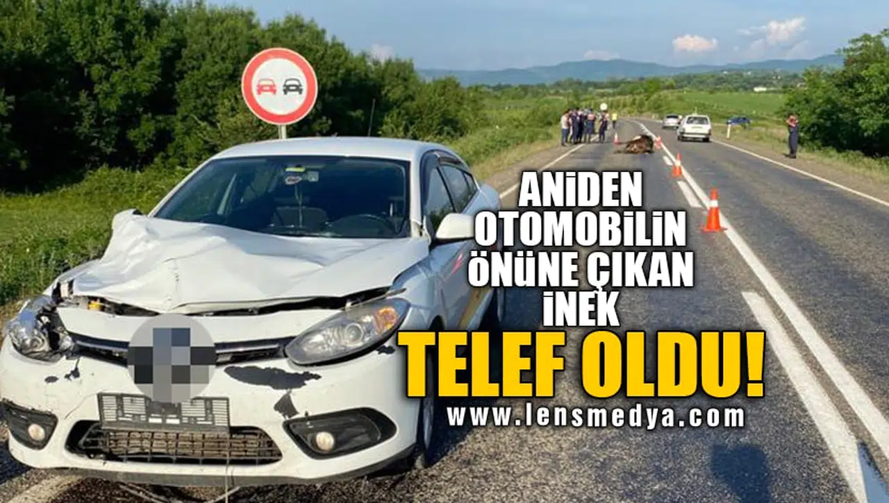 ANİDEN OTOMOBİLİN ÖNÜNE ÇIKAN İNEK TELEF OLDU!