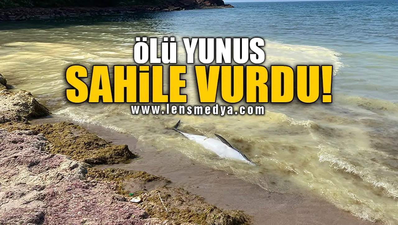 ÖLÜ YUNUS SAHİLE VURDU!