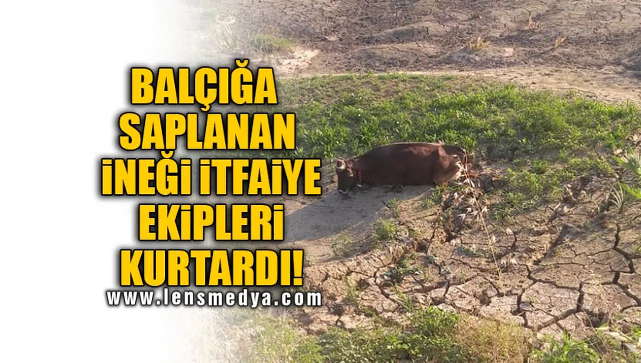 BALÇIĞA SAPLANAN İNEĞİ İTFAİYE EKİPLERİ KURTARDI!