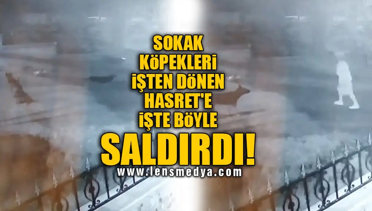 SOKAK KÖPEKLERİ İŞTEN DÖNEN HASRET'E İŞTE BÖYLE SALDIRDI!