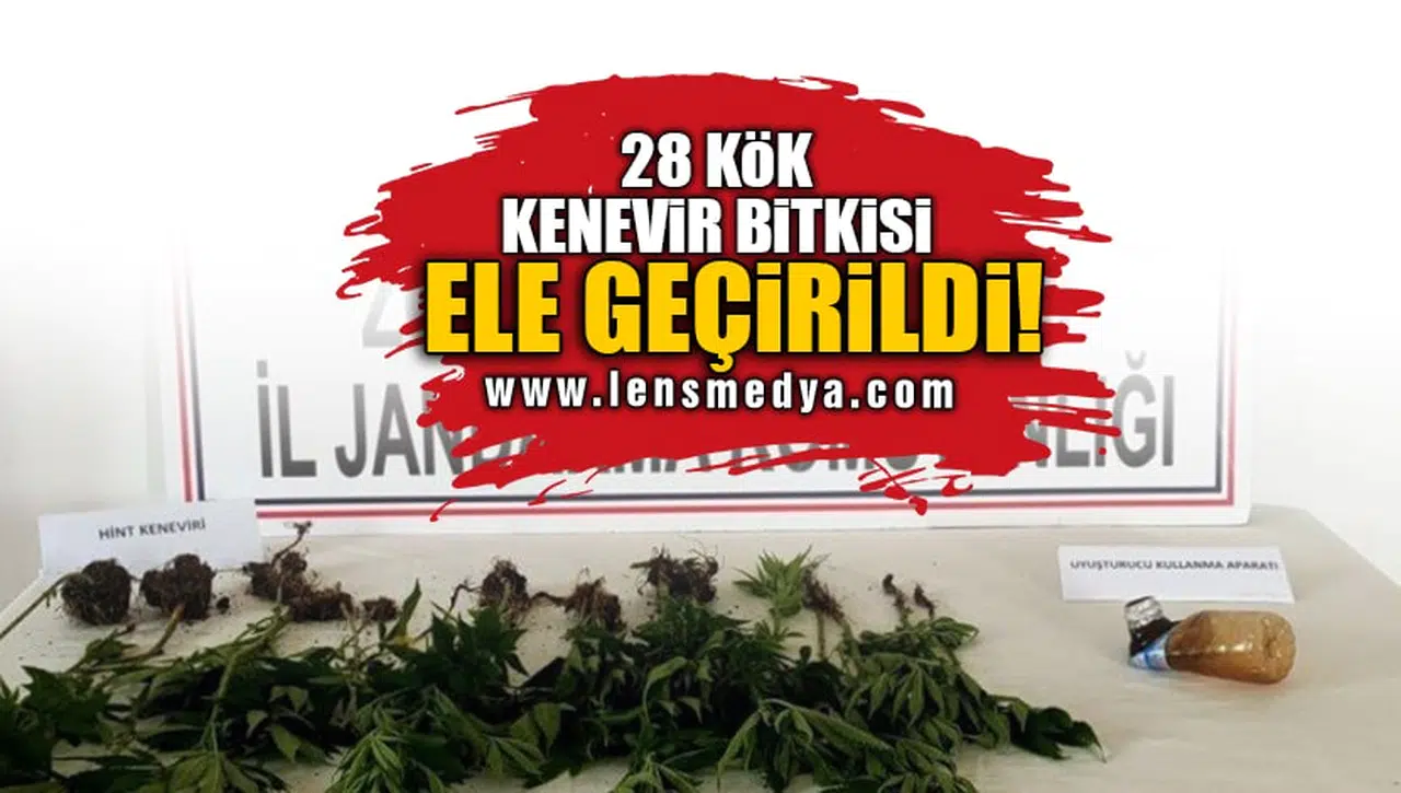 28 KÖK KENEVİR BİTKİSİ ELE GEÇİRİLDİ!