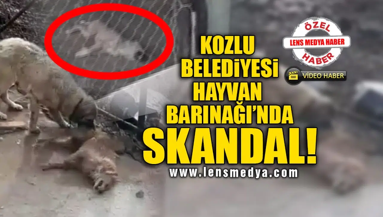 KOZLU BELEDİYESİ HAYVAN BARINAĞI'NDA SKANDAL!