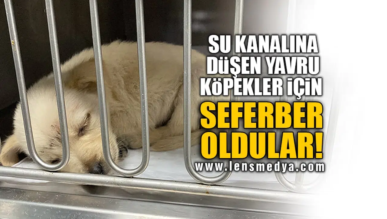 SU KANALINA DÜŞEN YAVRU KÖPEKLER İÇİN SEFERBER OLDULAR!