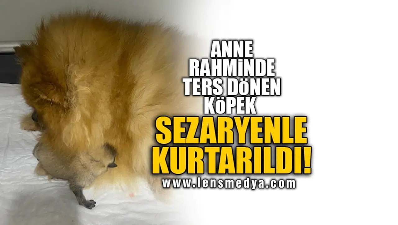 ANNE RAHMİNDE TERS DÖNEN KÖPEK SEZARYENLE KURTARILDI!