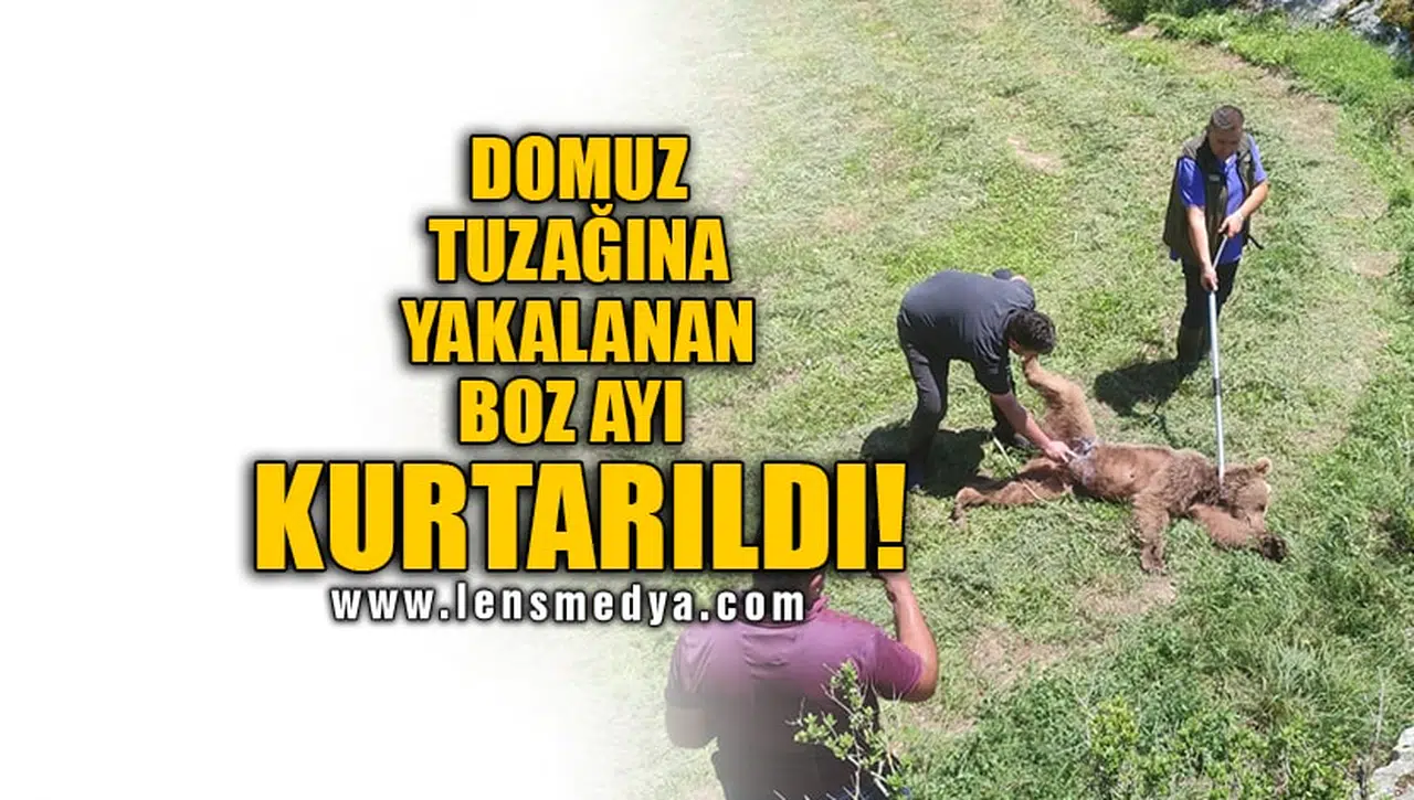 DOMUZ TUZAĞINA YAKALANAN BOZ AYI KURTARILDI!